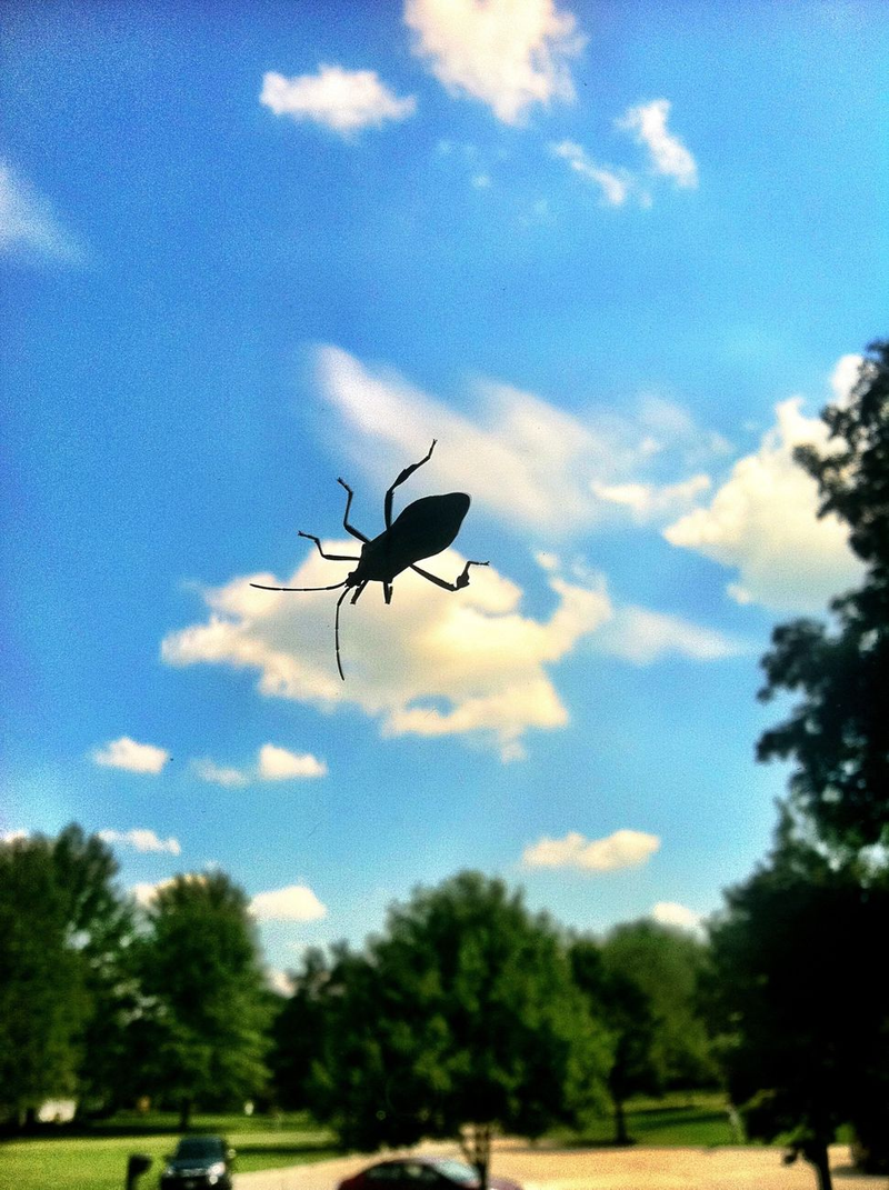 Illustration for article titled Shooting Challenge: Bugs 2